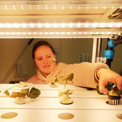 A student working with plants growing in the hydroponics unit at Coleg Glynllifon.