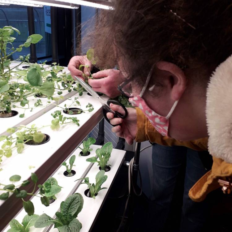 Myfyriwr yn gweithio gyda'r planhigion sy'n tyfu yn yr uned hydroponeg yng Ngholeg Glynllifon.